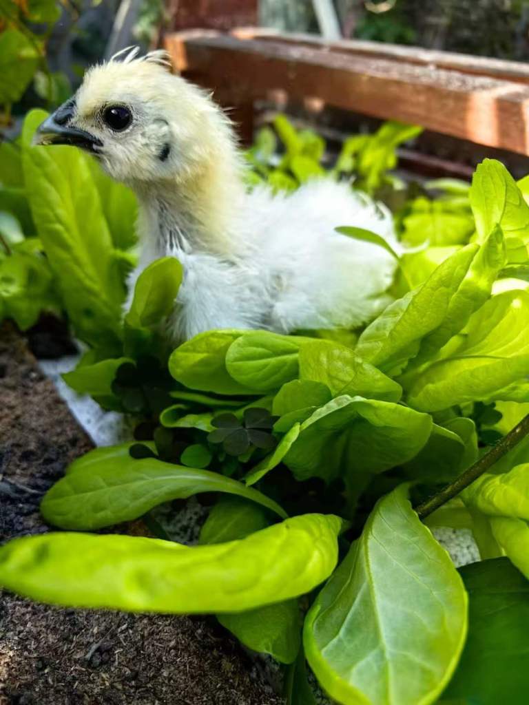 12 weeks old hens for sale in Cambridge