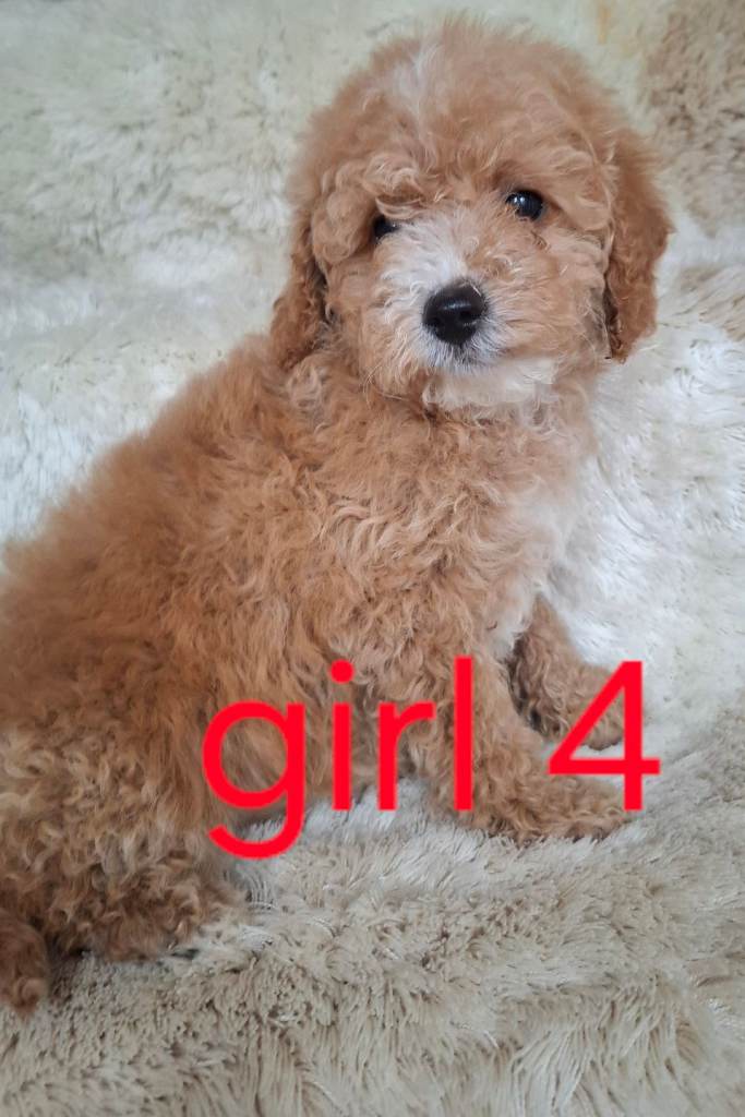 Cavapoo puppies all health checked all needled 