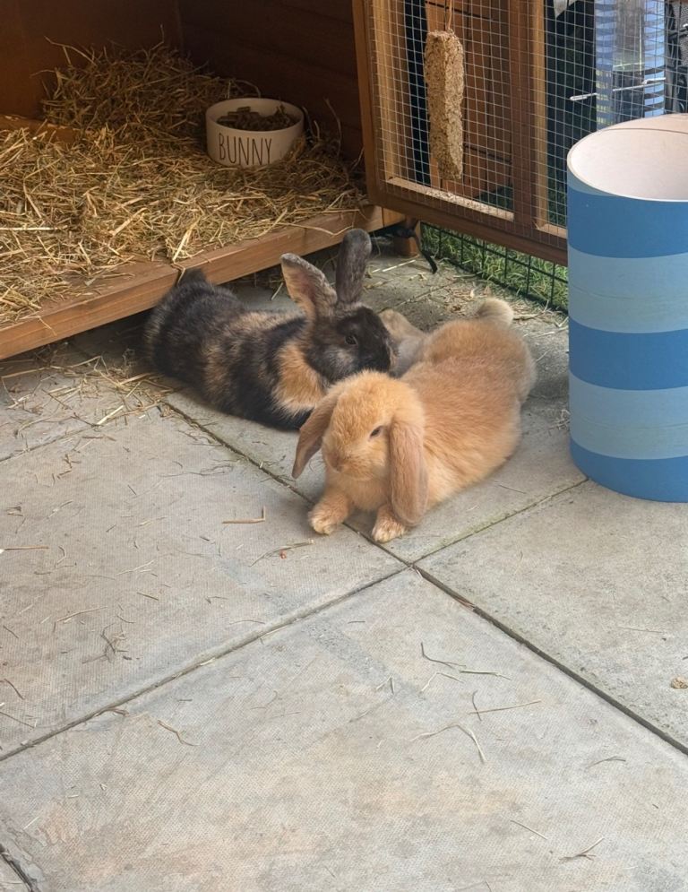 2 male bunnies, 12 weeks old and two story hutch
