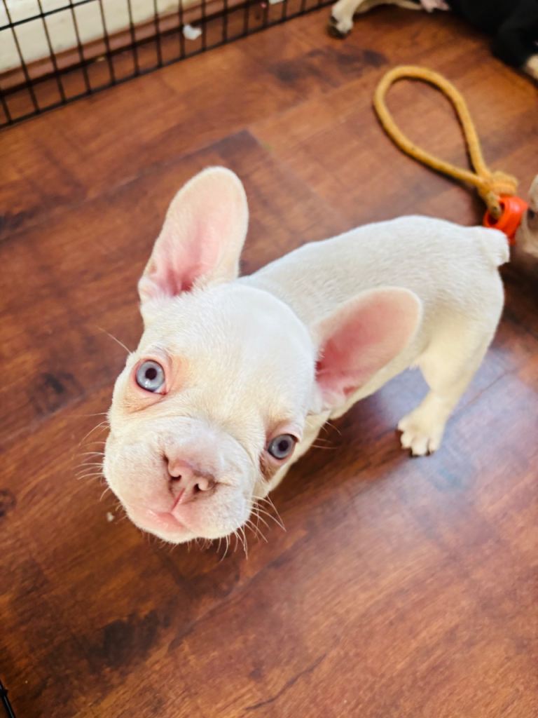 French Bulldog puppies