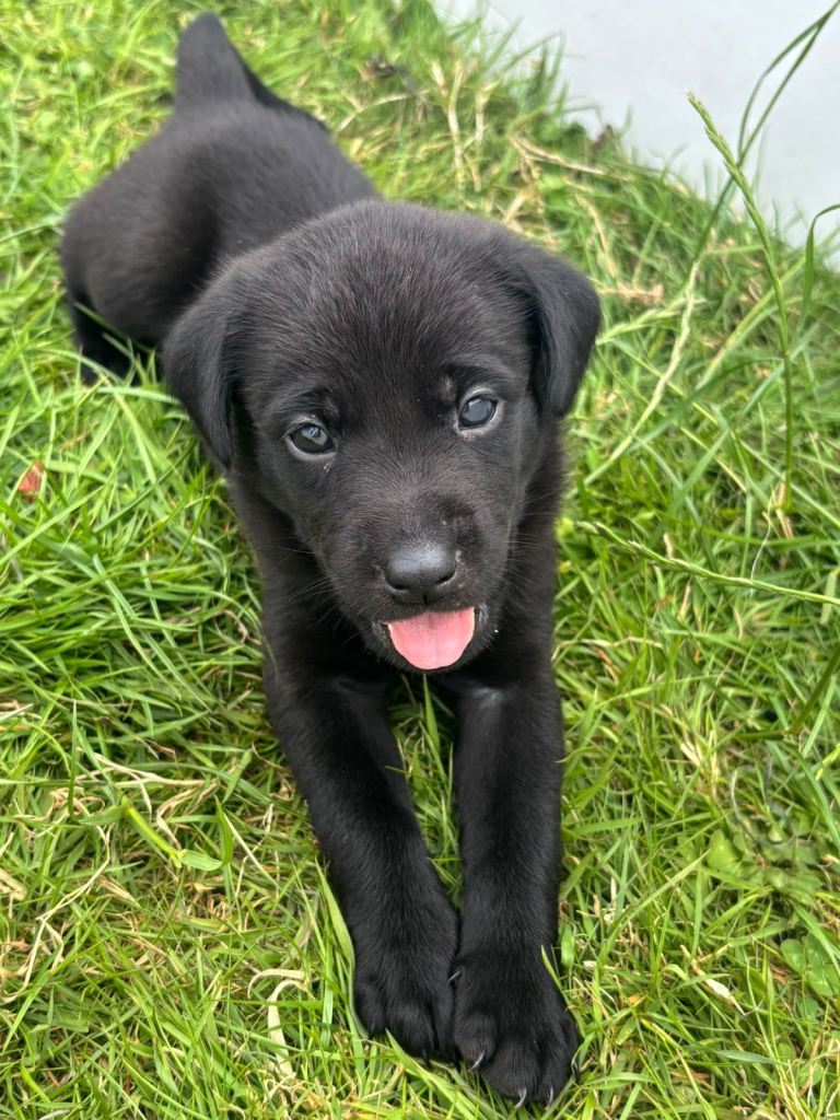 Labrador cross puppies for sale 