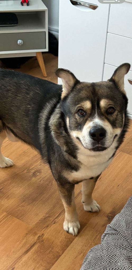 Looking for loving home