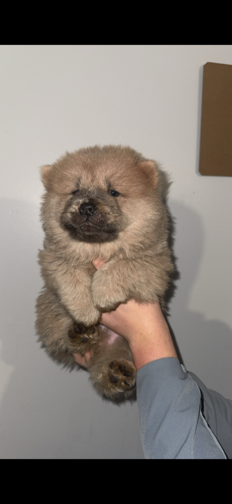 Chow chow puppies 