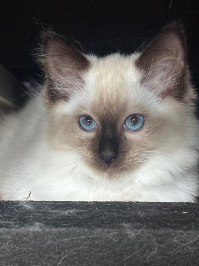 Ragdoll kittens 