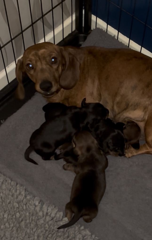 Mini smooth Haired Dachshund Puppies