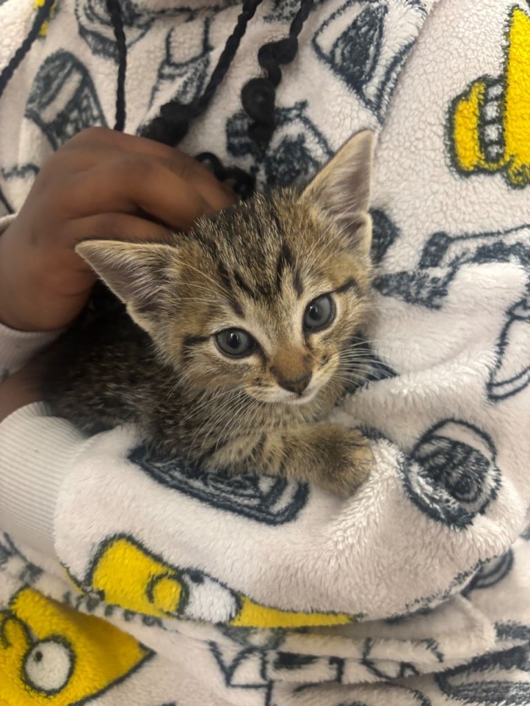Kitten for sale 