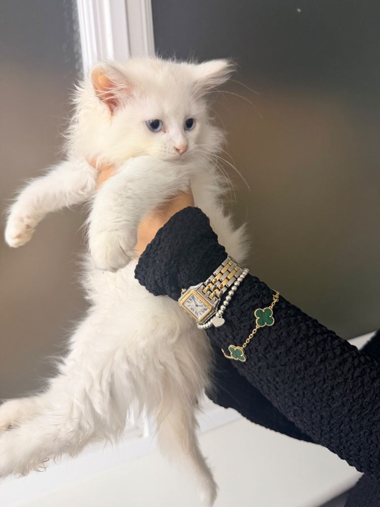 Persian x sh kittens available 