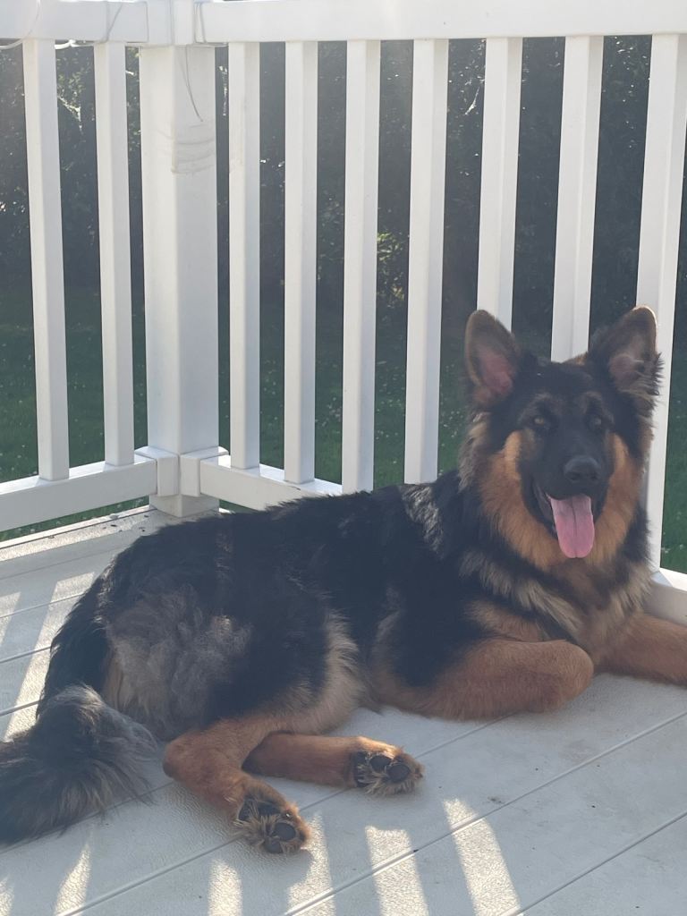 German shepherd for Sale 
