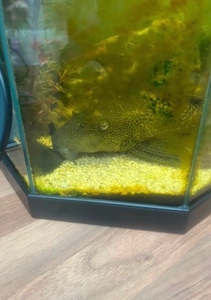 14 inch sailfin pleco 