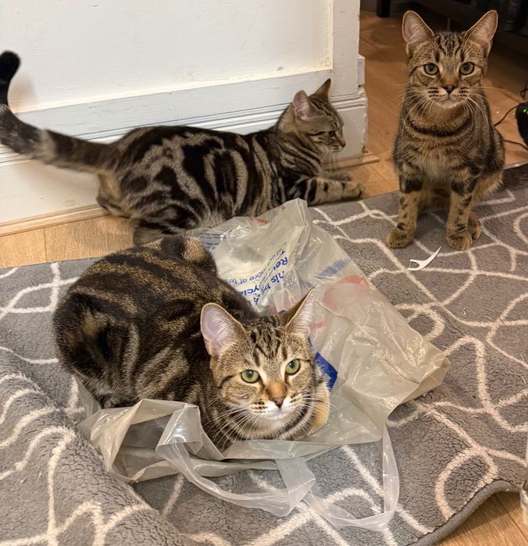 Bengal mix 