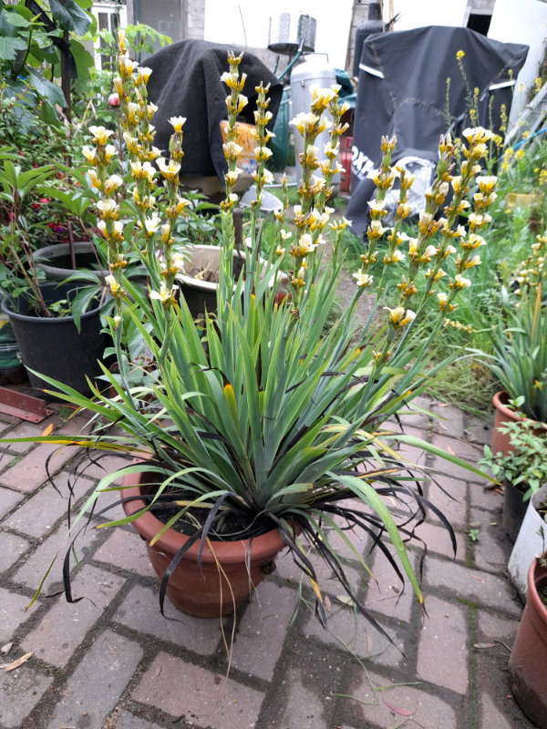 Sisyrinchium striatum