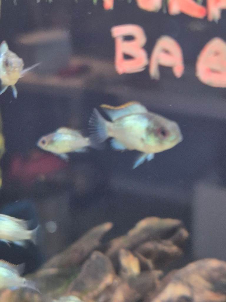 Updated 23/5 Various fish for sale