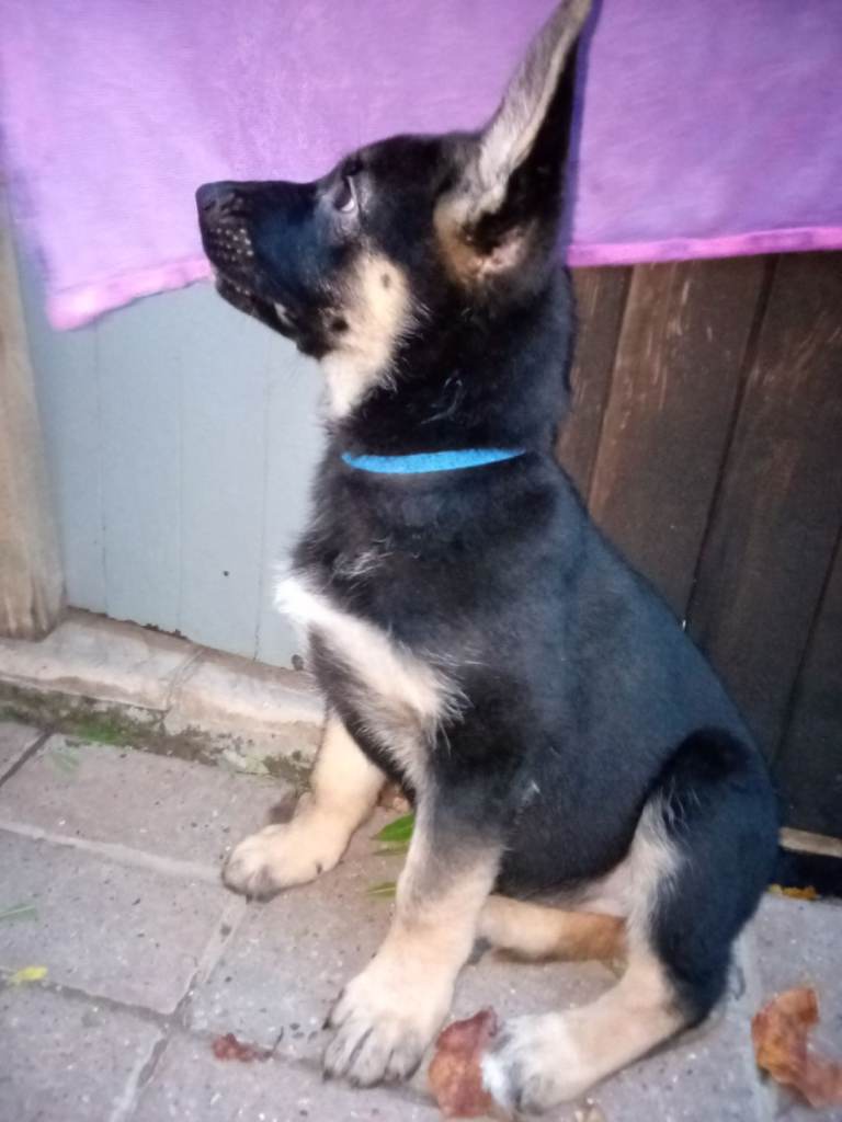 Only 3 F1B Shepkita shepherd puppies left
