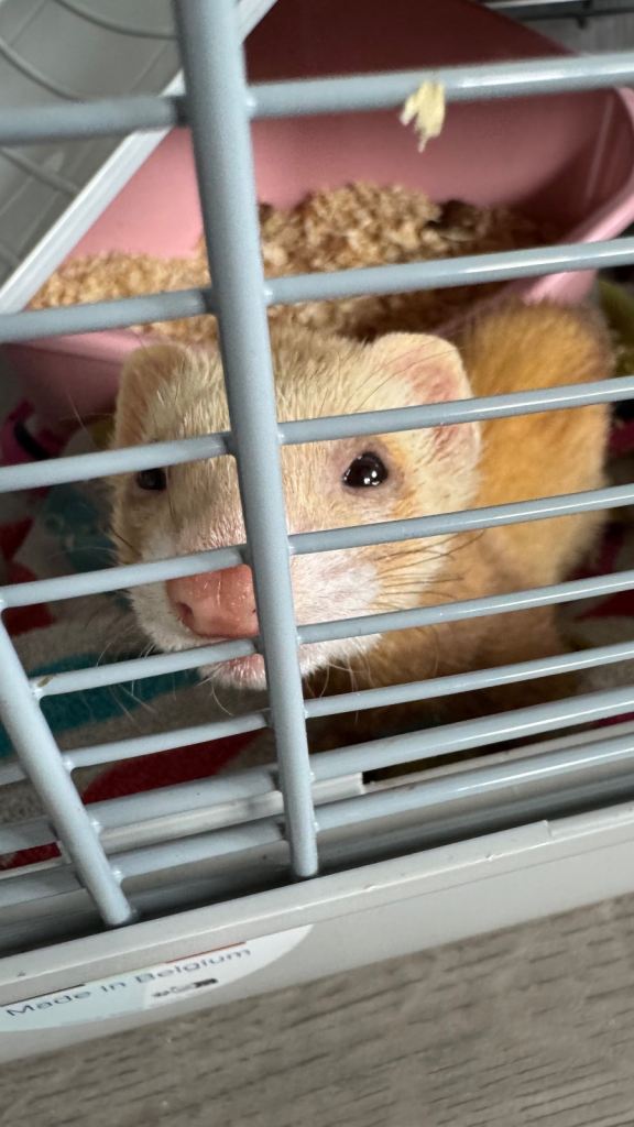 Cinnamon female kit