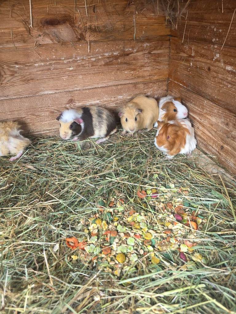 Guinea pigs 