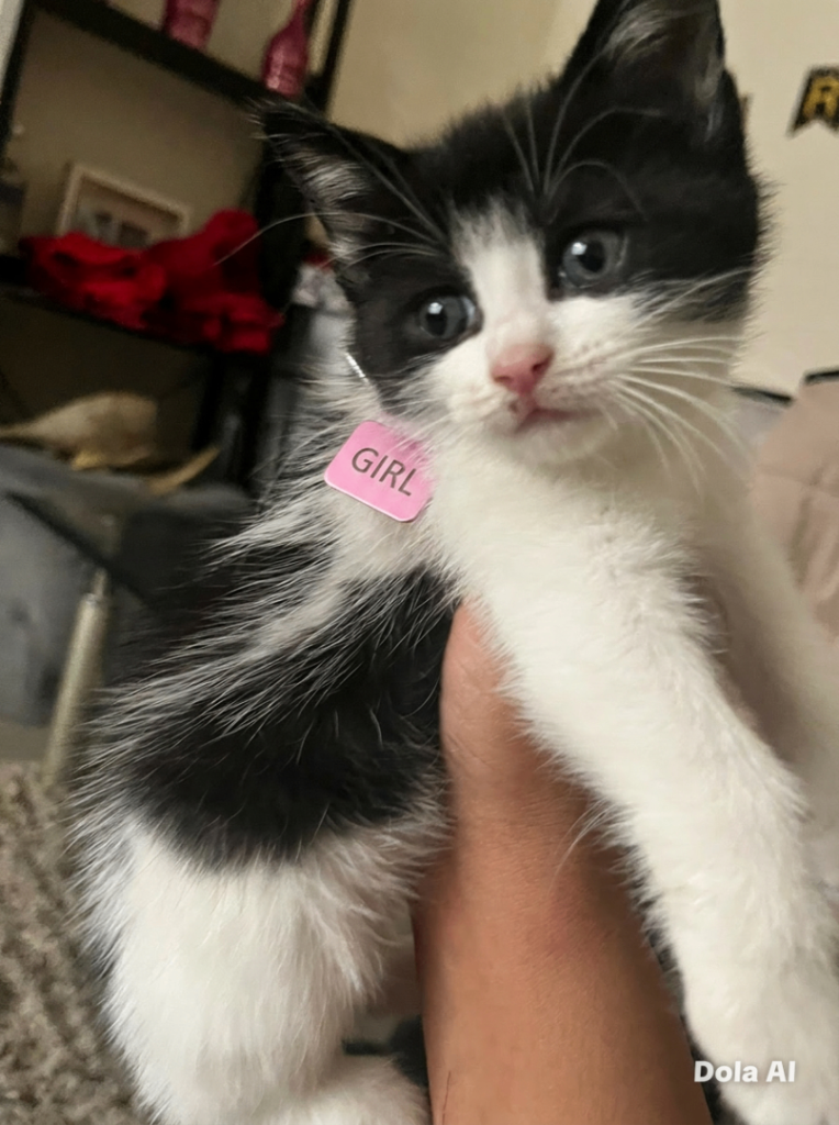 Kittens boy and girl mix 