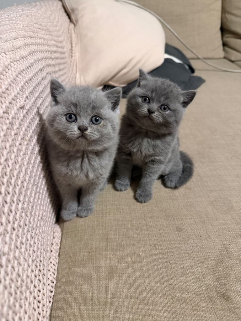 British shorthair kittens blue girls & boy cats