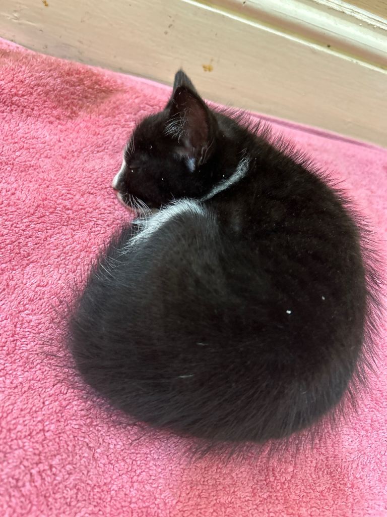 11 weeks old kitten 