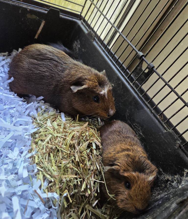 Baby boys guinea pigs for sale 