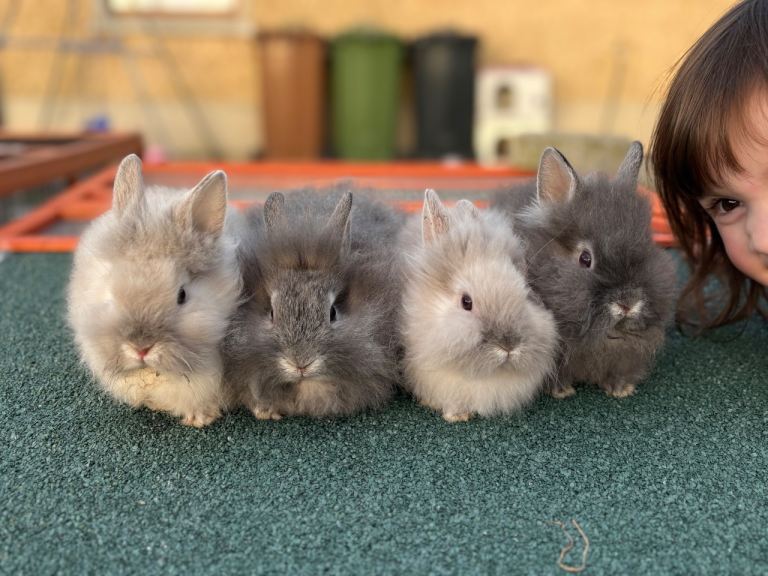 Lionhead rabbits - double maned