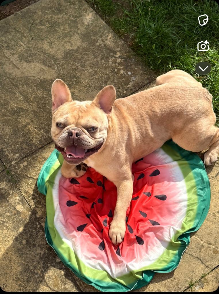 French bulldog 