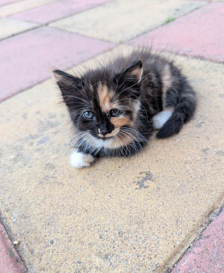 Abandoned kitten need loving home