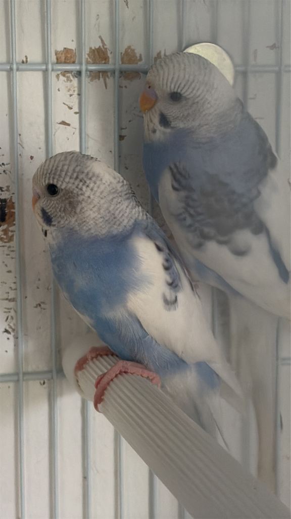 Budgies