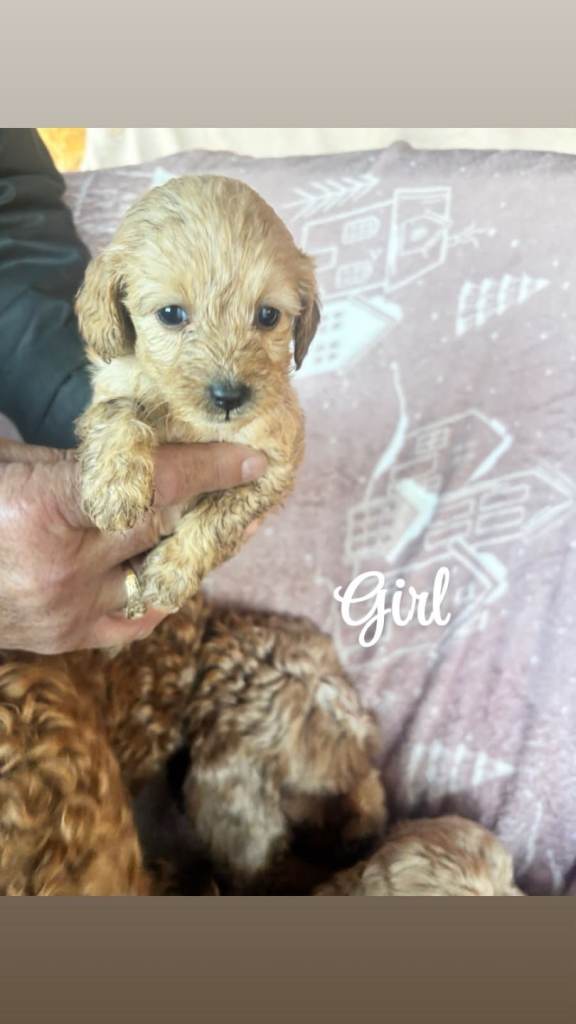 Cockapoo pups