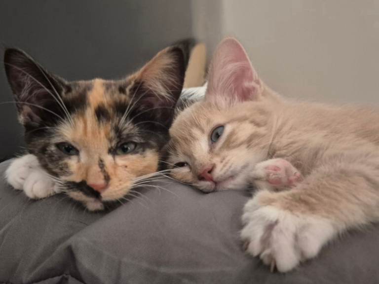 Kittens available for their new home