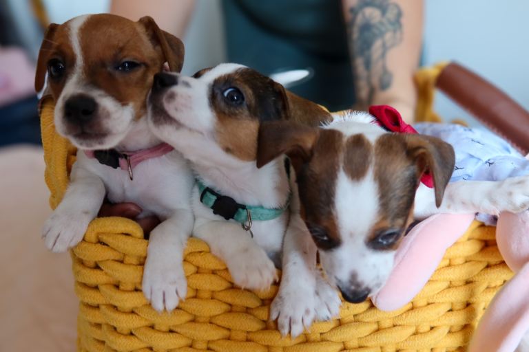 Beautiful Pure-Bred Jack Russell Terrier Puppies