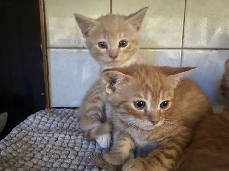 Part exotic Persian kittens ginger