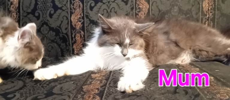 Norwegian Forest Cat x Russian Blue Kittens