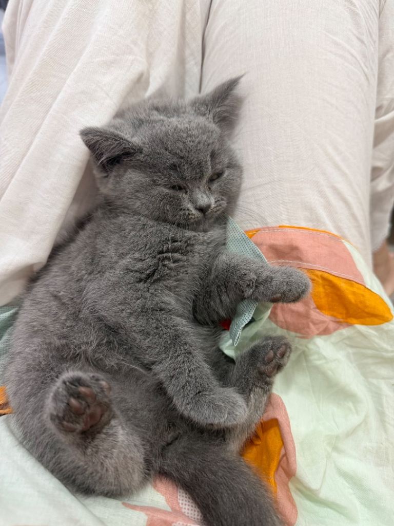 British shorthair female kitten 