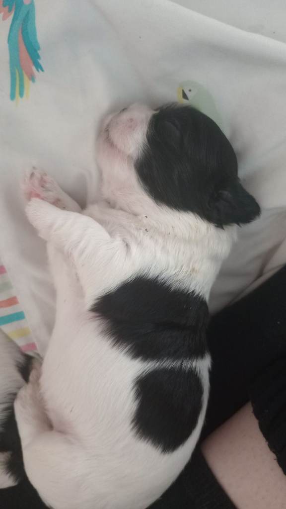 Gorgeous shih-tzu puppies for sale