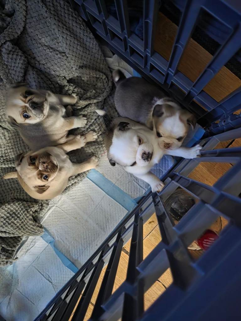 I have four stunning rare coloured panda pugs 