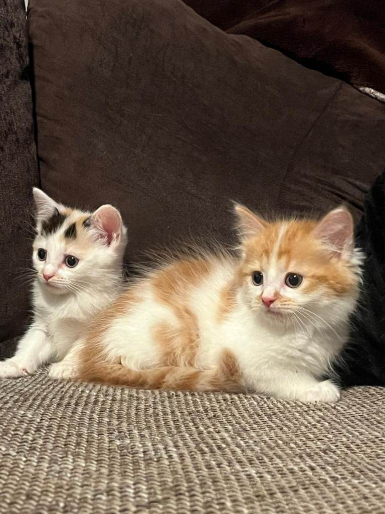 Half Maine Coon/half Ragdoll