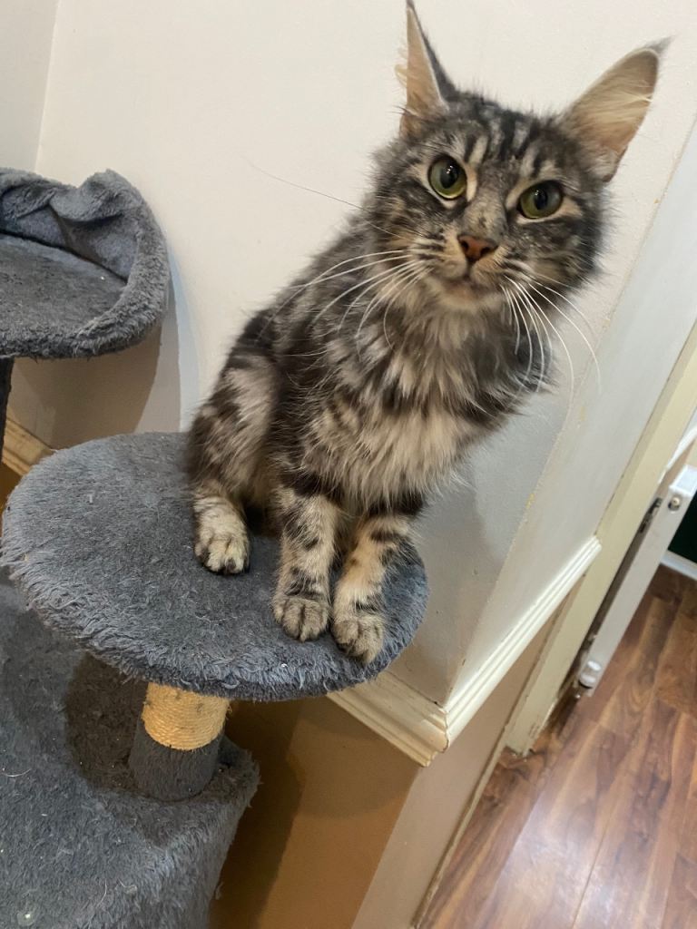 cats/kitten for sale