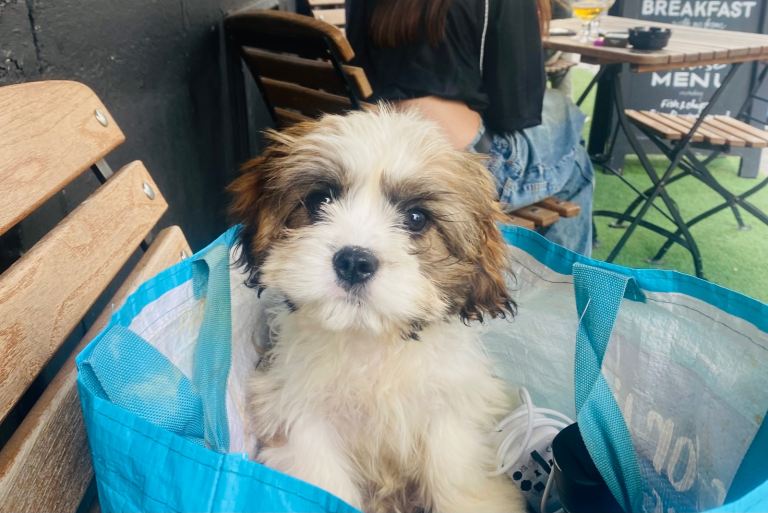 Beautiful Cava Tzu male puppy