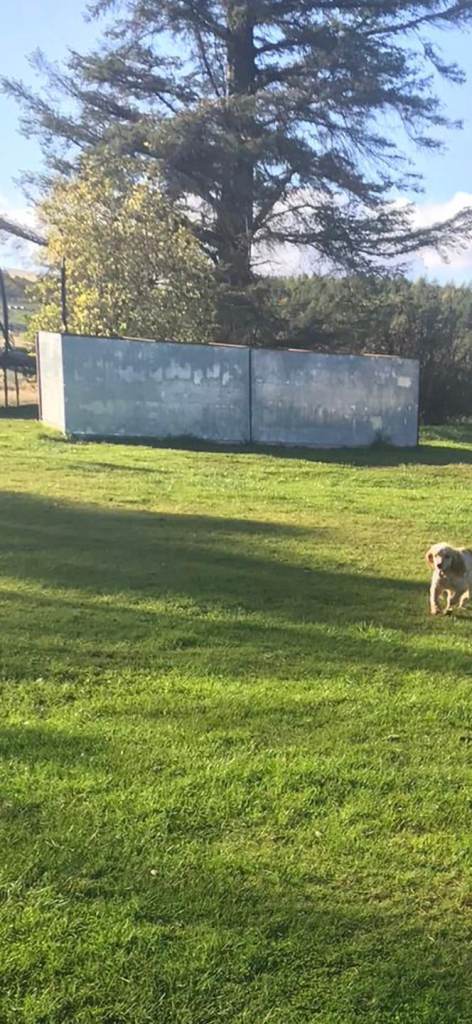 Sheep/pig/animal shelter