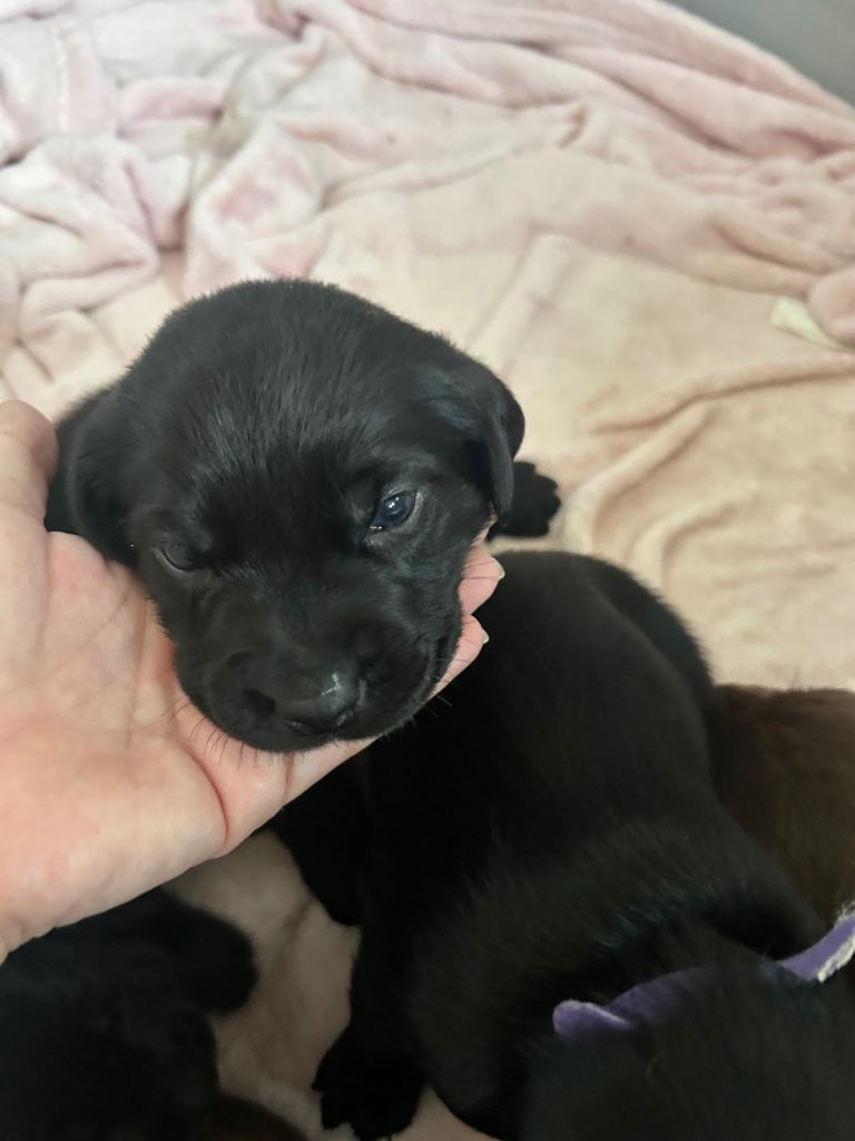Labrador puppies for sale 