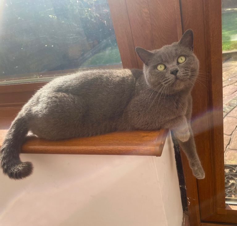 British shorthairs cats for sale 