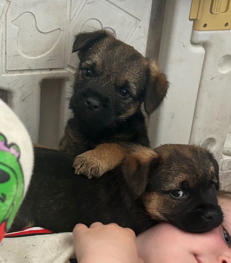 Border Terrier puppies 