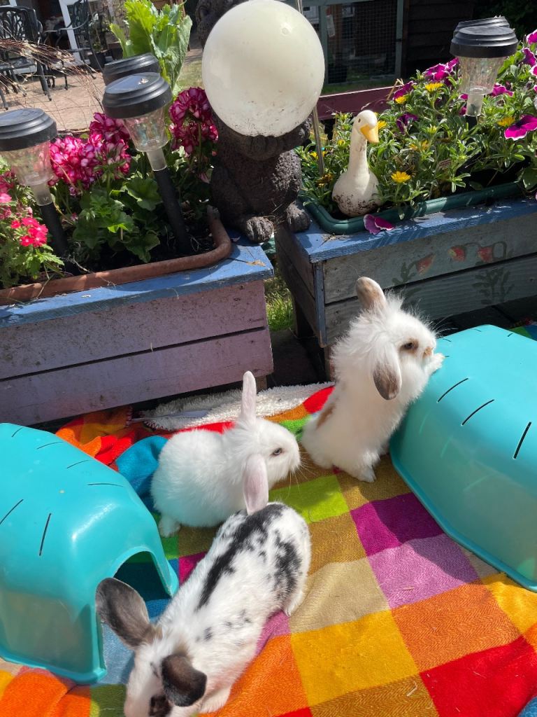3 Baby Rabbits Ready To Leave Today (27/6/26)