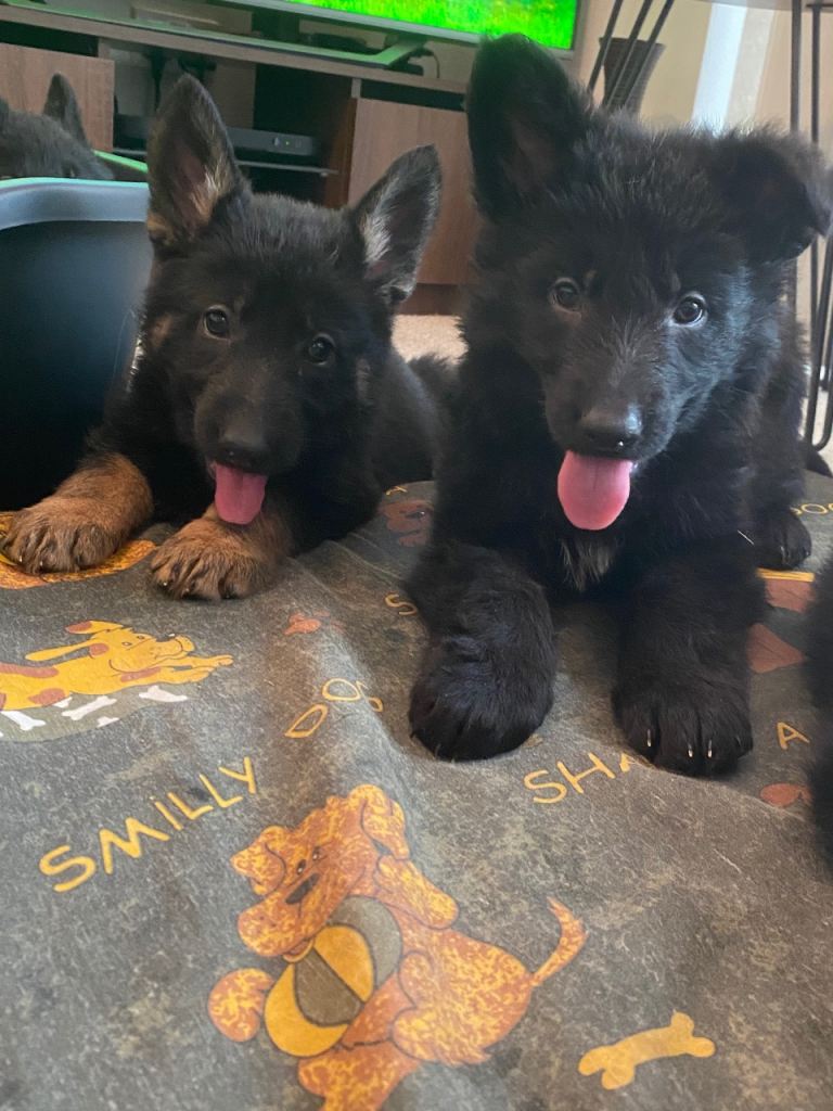 German shepherd puppies O.N.O