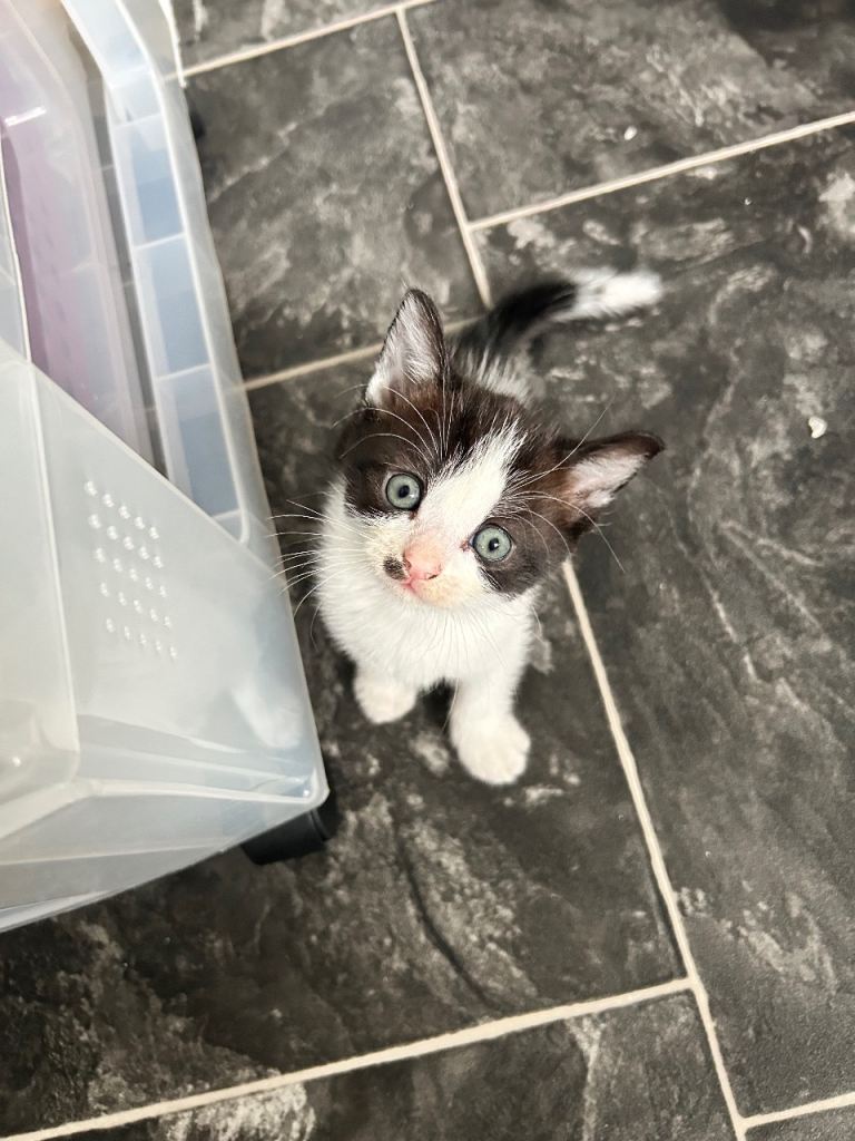 Kittens looks for there forever homes ❤️