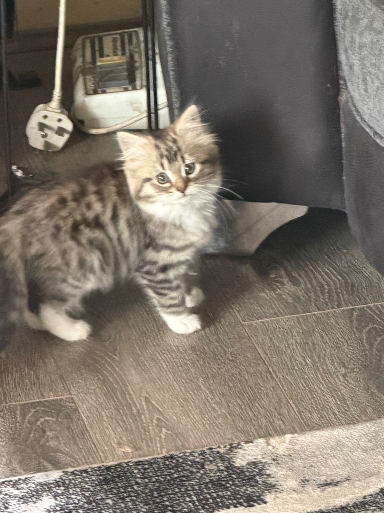 Persian kitten x