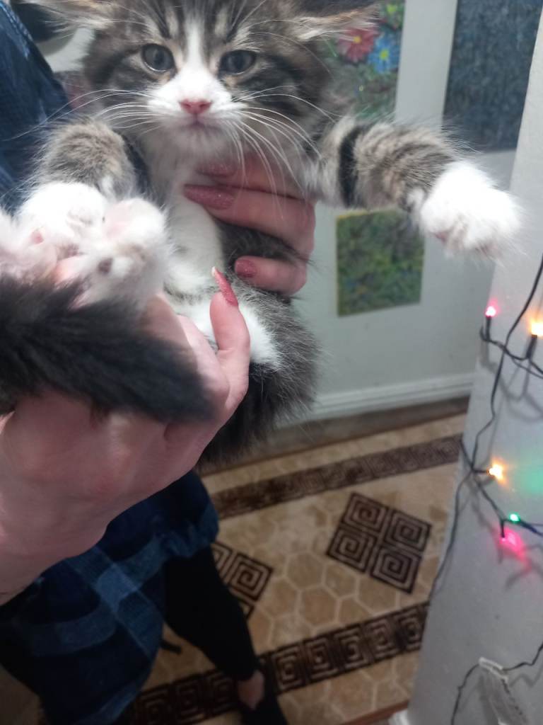 He will be 2 months old on December 17. Thick fur, nice and friendly boy kitten. Rare and beautiful.