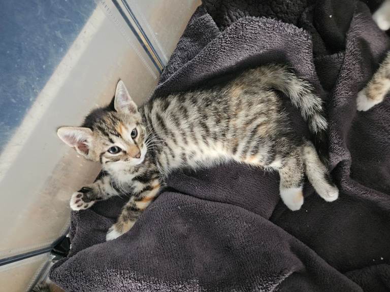  Female Bengal cross kittens READY NOW