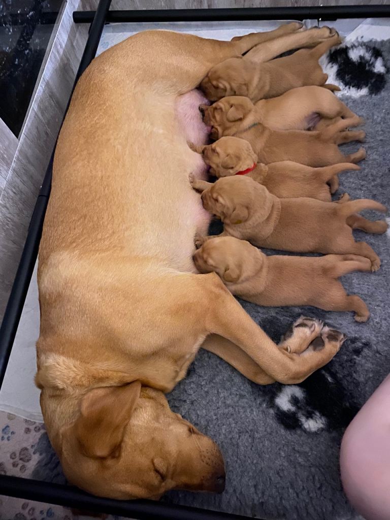 Beautiful Fox Red Labrador KC Reg Puppies