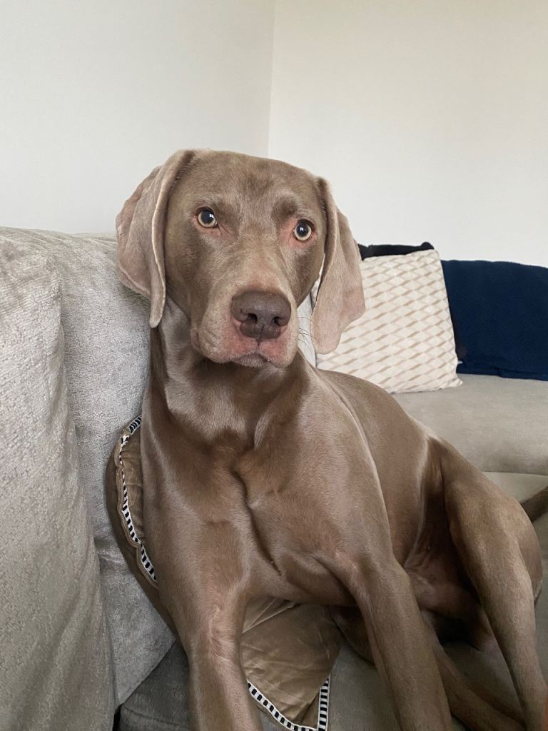 Weimaraner Male